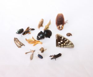 insect specimen observation kit